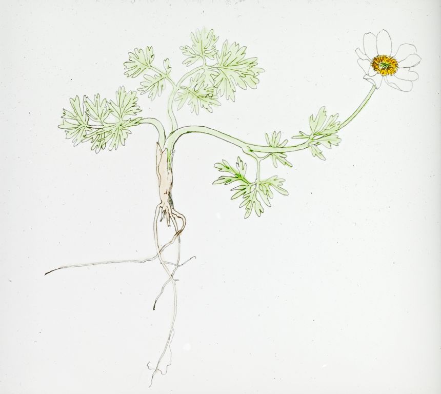 Callianthemum rutaefolium