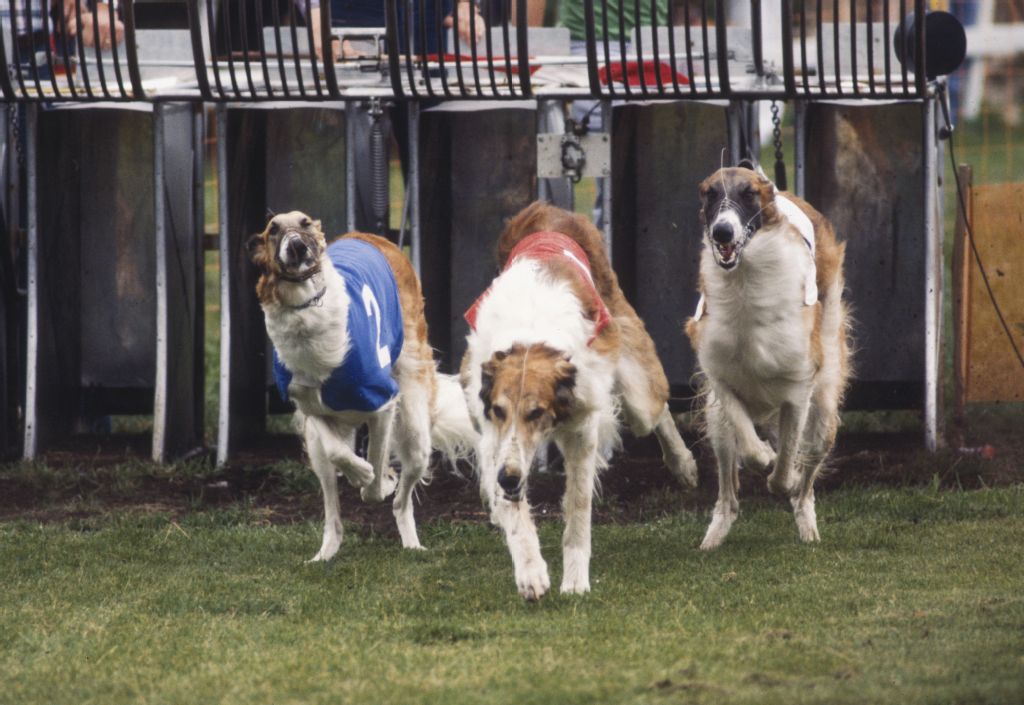Greyhound race in Rifferswil am Albis