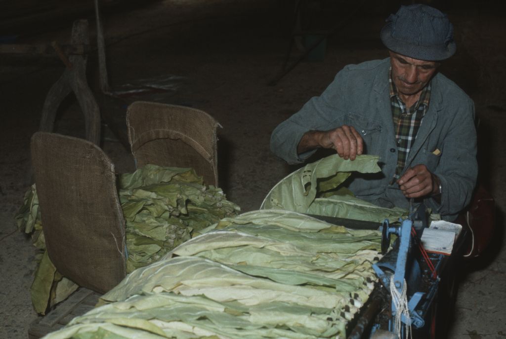 Rüdlingen, tobacco processing