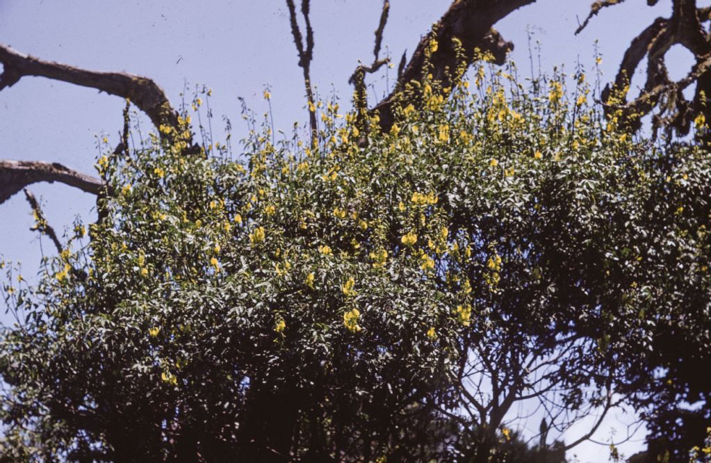 Flowers and blossoms: flowering cassia bush