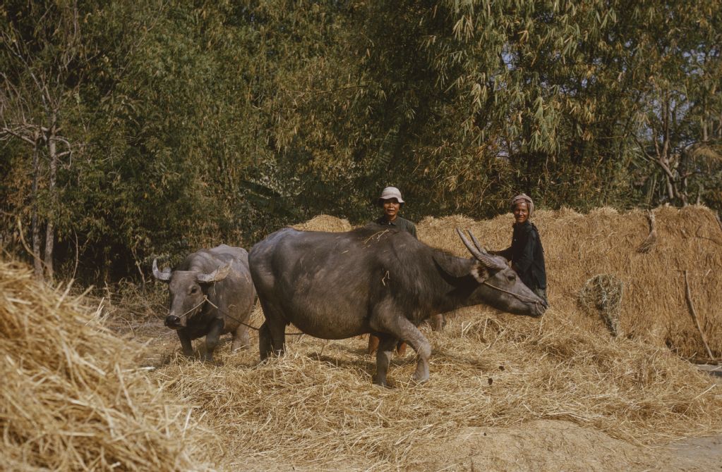 Burma, water buffalo threshing grain