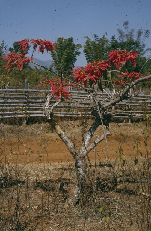 Burma, flowering Poinsetia