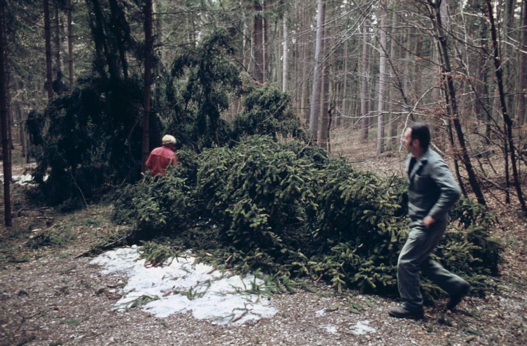 Felling a Norway spruce