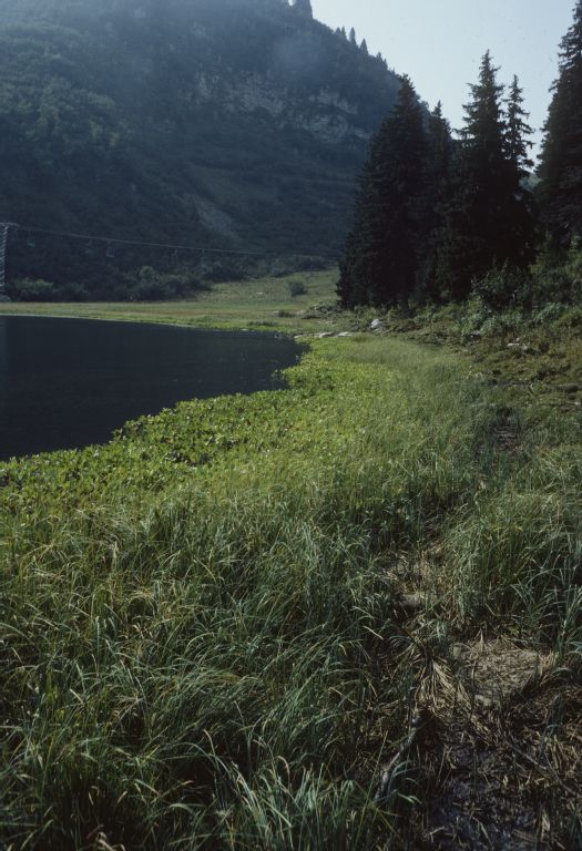 HM 554, Col des Mosses, fescue grassland with Carex rostrata and Menyanthes trifoliata