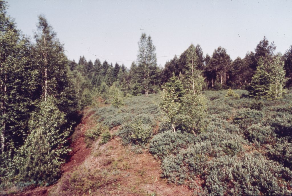 Habitat upland moor = Les Tourbières, disturbed upland moor