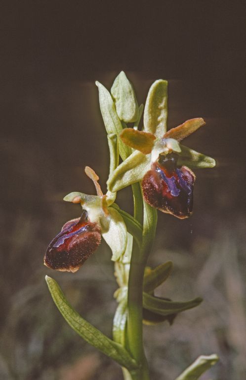 Hunmmel flower, rare orchid on lean sites of low altitudes