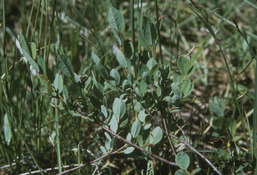 HM 150, Gamperfin, Salix myrtilloides