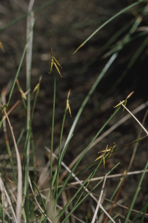 HM 022, Mouille de la Vraconne, Carex pauciflora: Little-flowered sedge