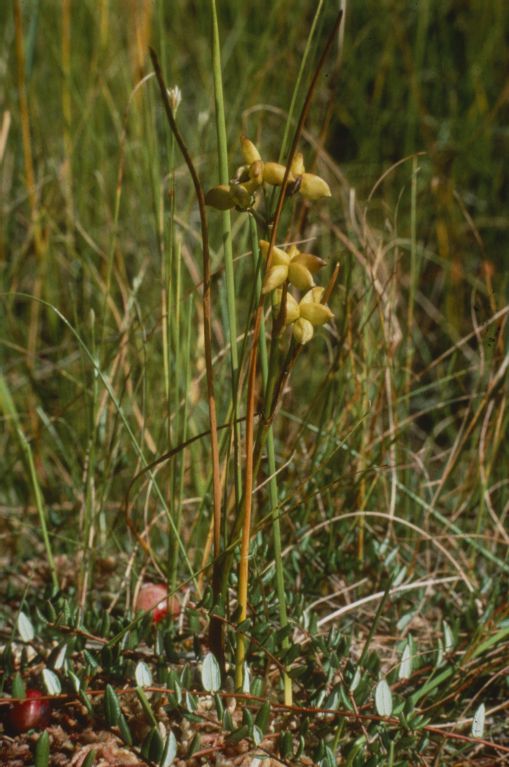HM 103, Robenhauserriet, Pfäffikersee, Scheuchzeria palustris: flower bindweed
