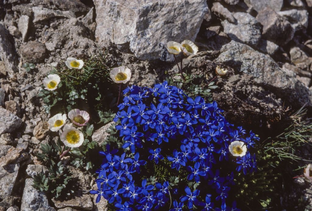 Glacial buttercup and round-leaved gentian