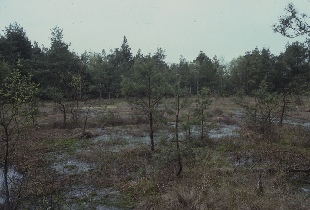 Helstorfer Moor, regeneration