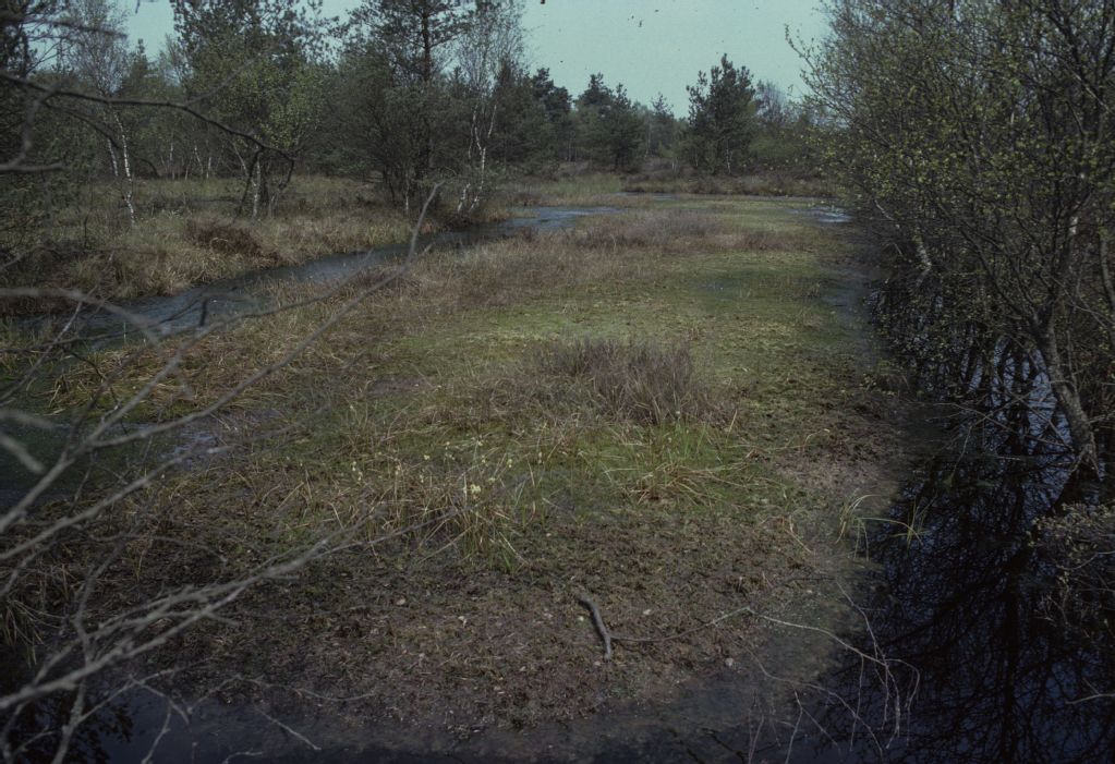 Bissendorfer Moor, regeneration of raised bogs
