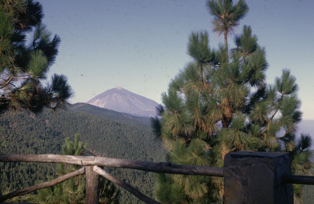 Pinus canariensis with Teide 3718 m