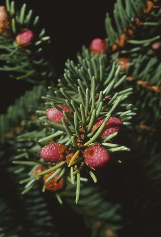 Spruce, male flowers
