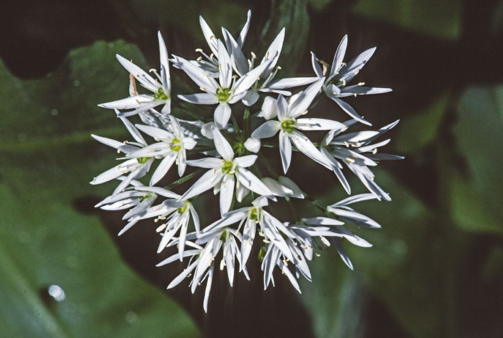 Wild garlic (a lily plant, as shown by the flower)