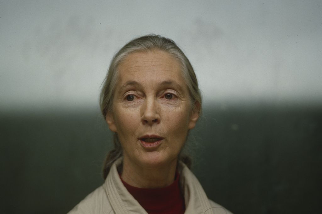 Jane Goodall, chimpanzee researcher