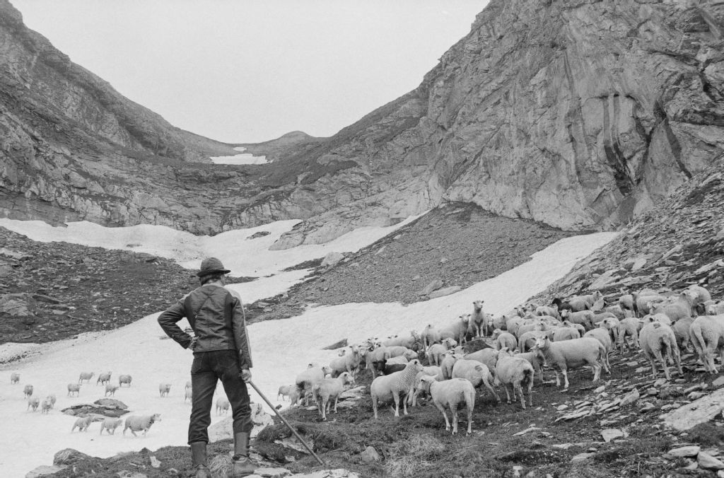 Breil/Brigels, shepherd with group of sheep in Zanin area