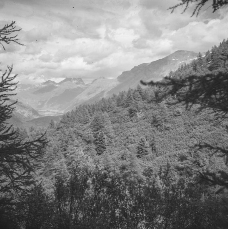 Swiss stone pine forest with green alder undergrowth near Termignon (Maurienne)