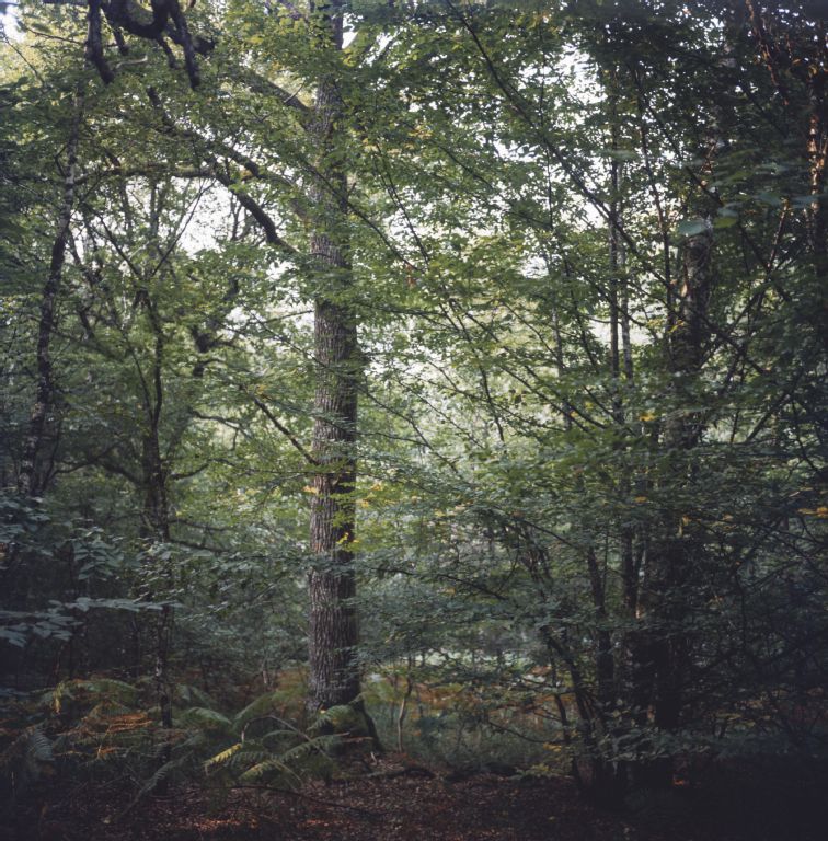 Oak forest in Aval