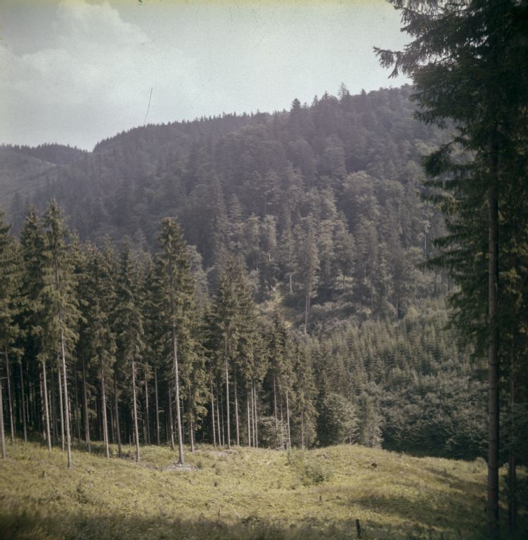 Srubita reserve (background)