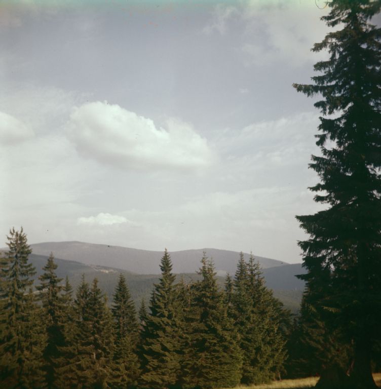 Risanka, spruce forest