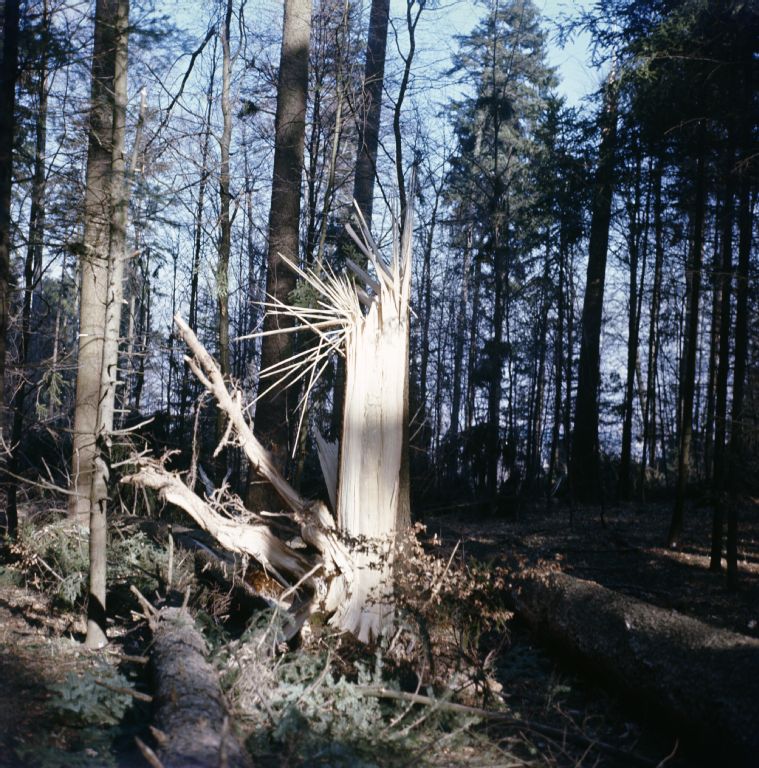 Teaching forest, section 2, windbreak of 13.03.1967
