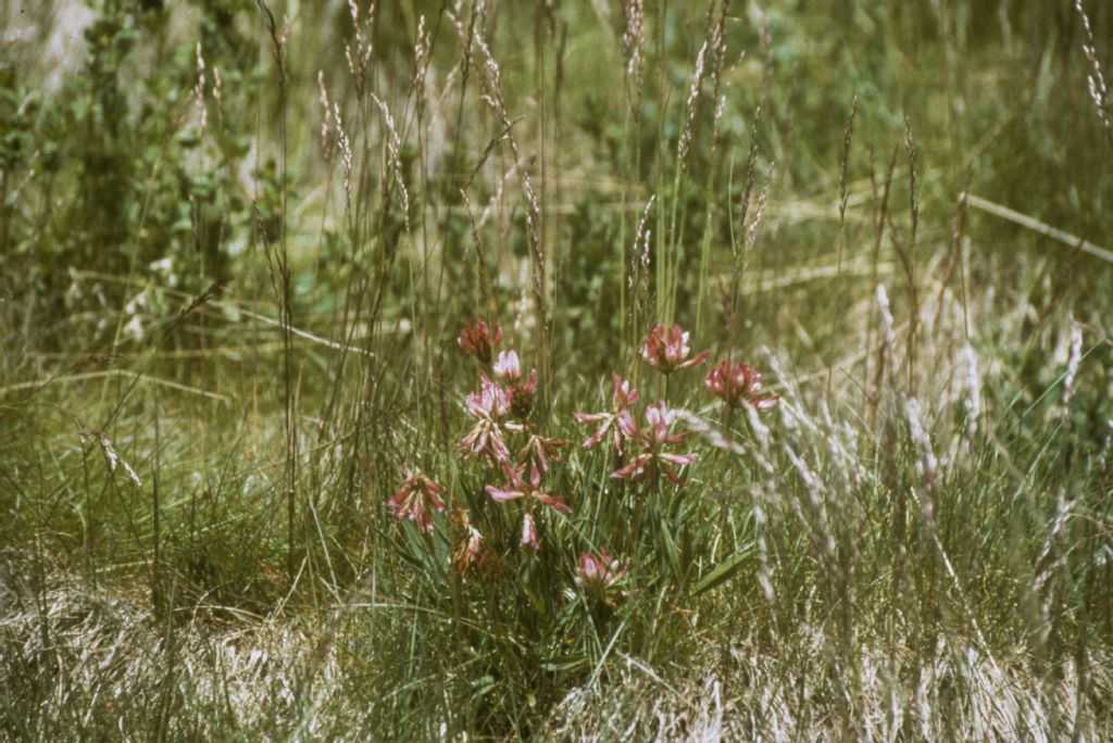 Herbaceous planting, Trifolium Alpinum after 3 years Merano 2000