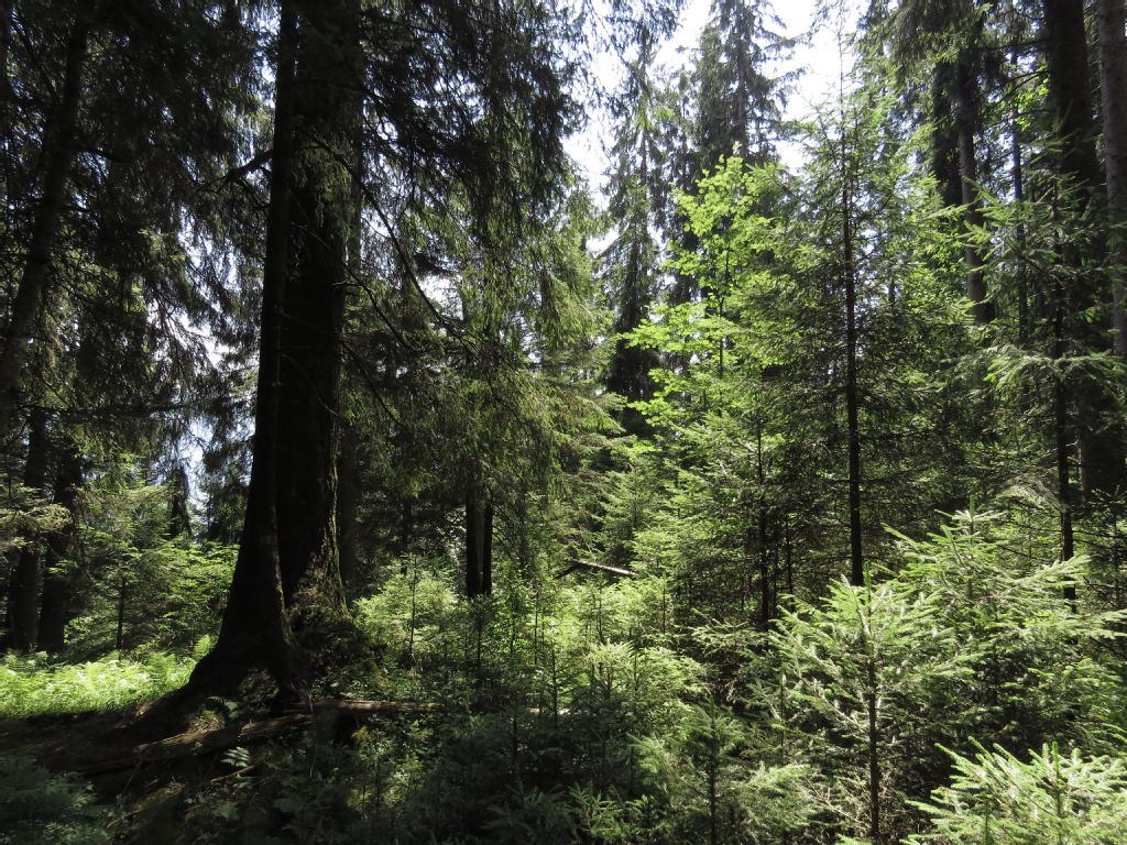 Giswil, Leihubel forest reserve, regeneration area in old-growth forest