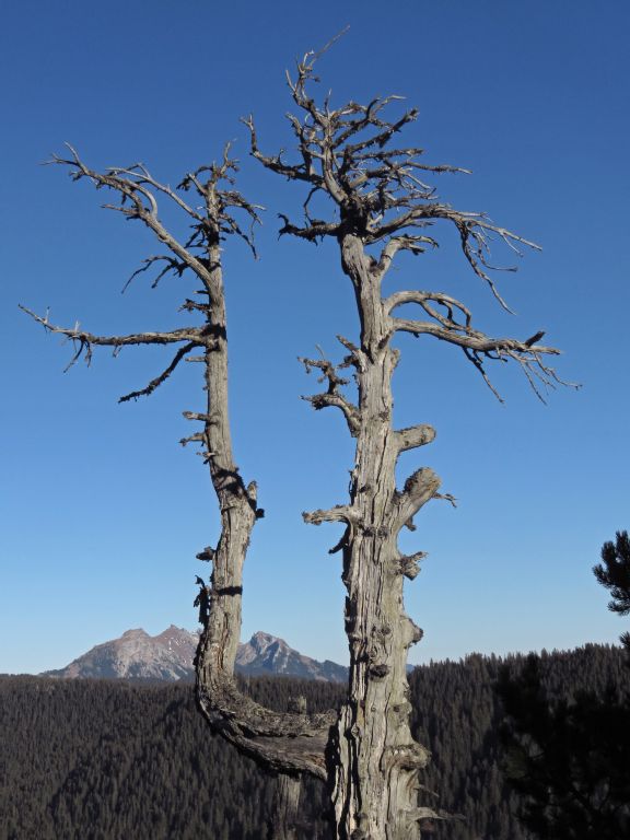 Tree monument at Glaubenberg pass