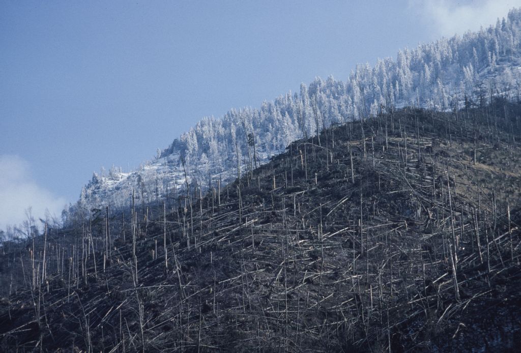 Huge storm damage in the protective forest on the Stanserhorn, Lothar 1999
