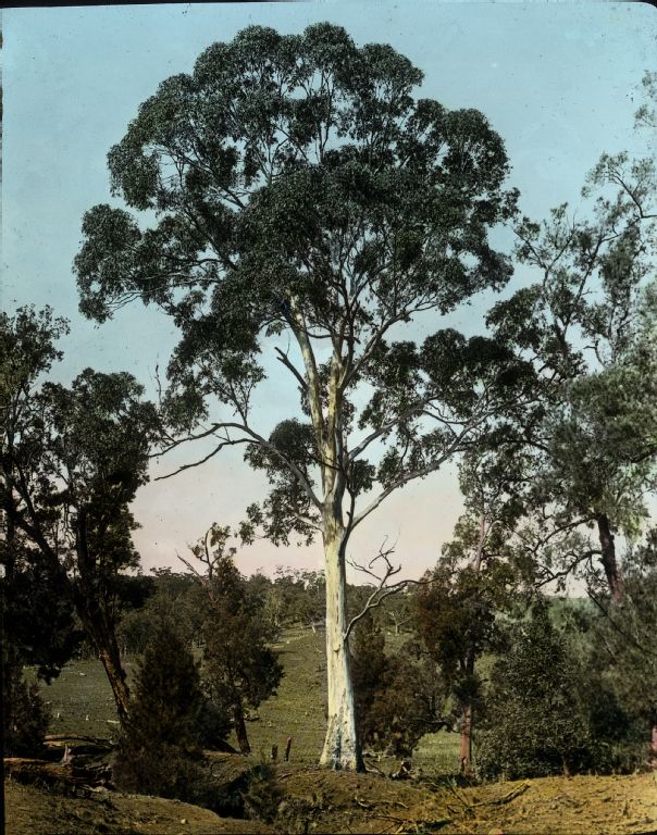 Eucalyptus (White Gum), Murrurundi, North-South Wales