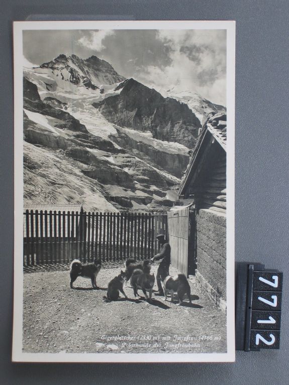 Eiger glacier 2330 m with Jungfrau 4166 m, polar dogs of the Jungfrau Railway