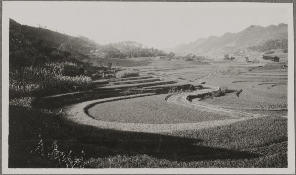 Rice in mountain valley east of Tshungking