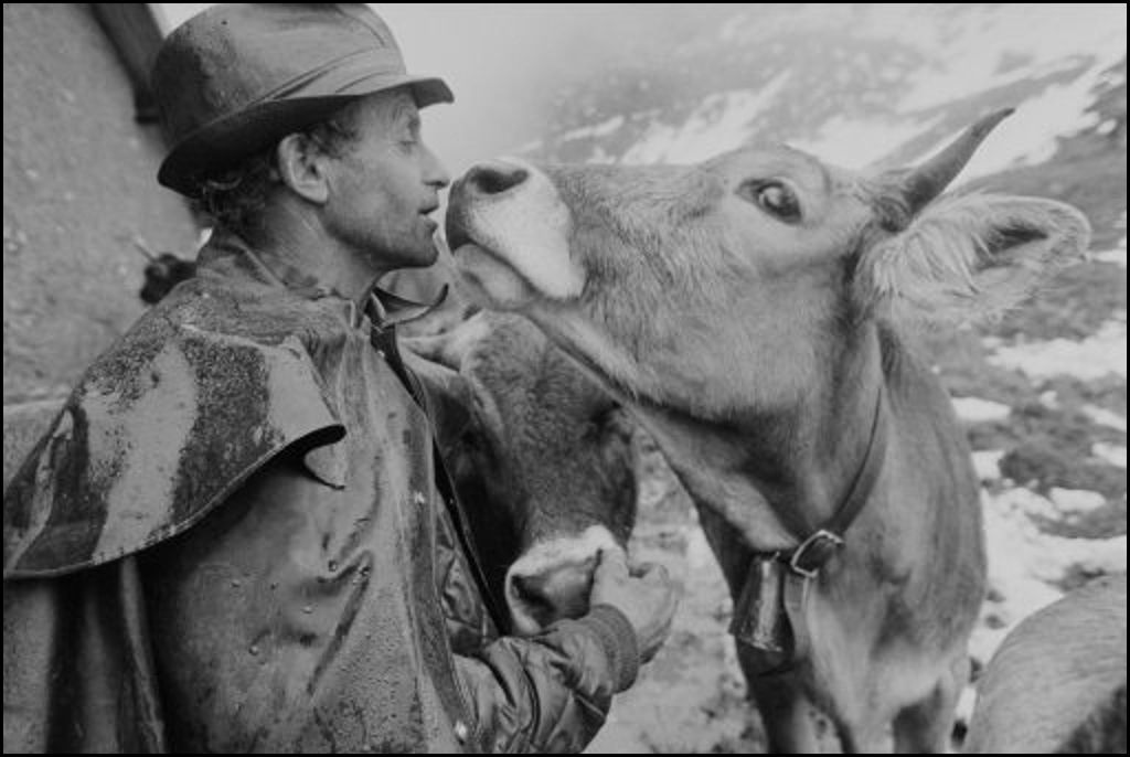 Ilanz, a man and a cow at the alpine stable on the Alp Mer