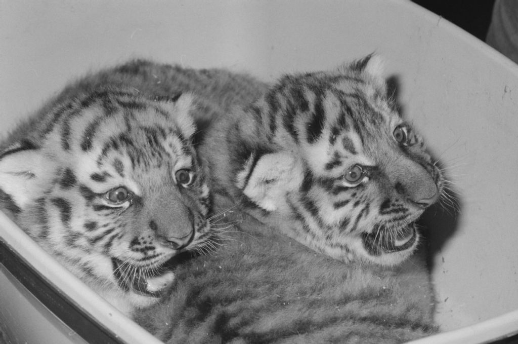 Zurich, zoo, young Siberian tigers