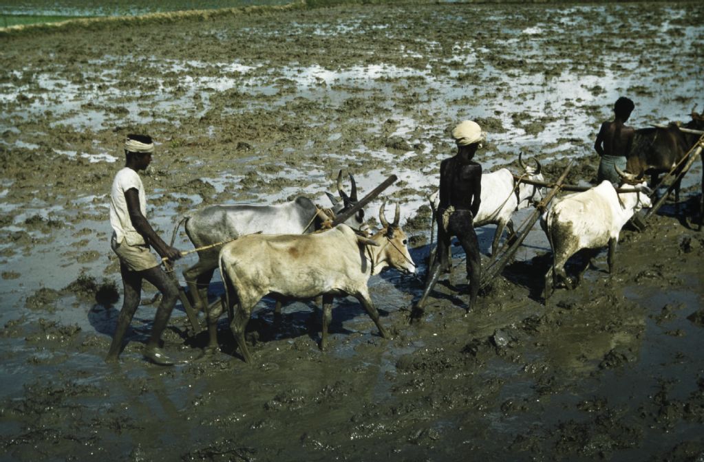 Plowing with cows, India