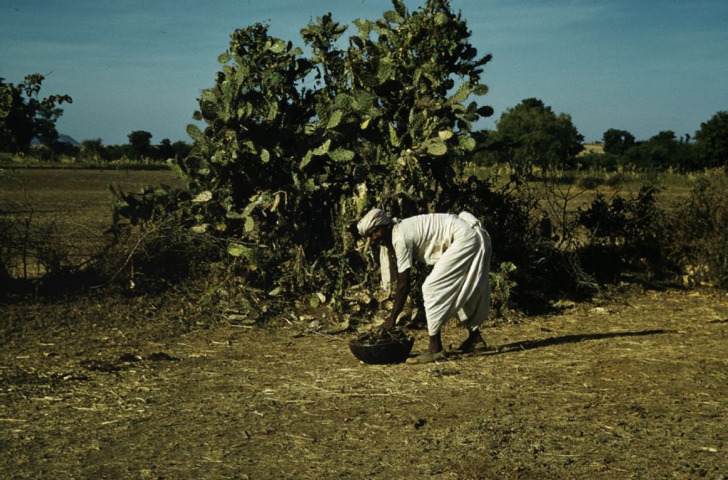 Field worker, India