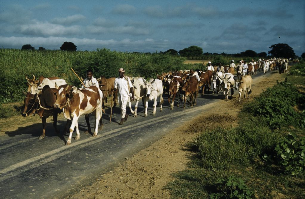 Herd of cows on a road, India