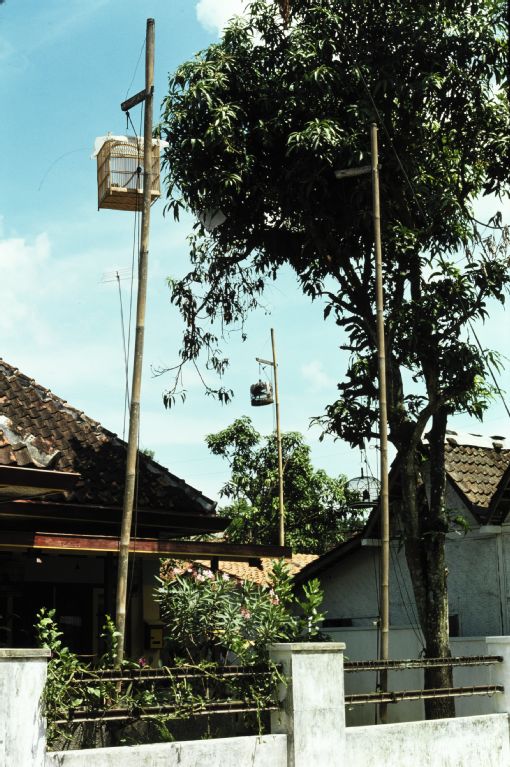 Jogjakarta, house with bird cage on bamboo pole