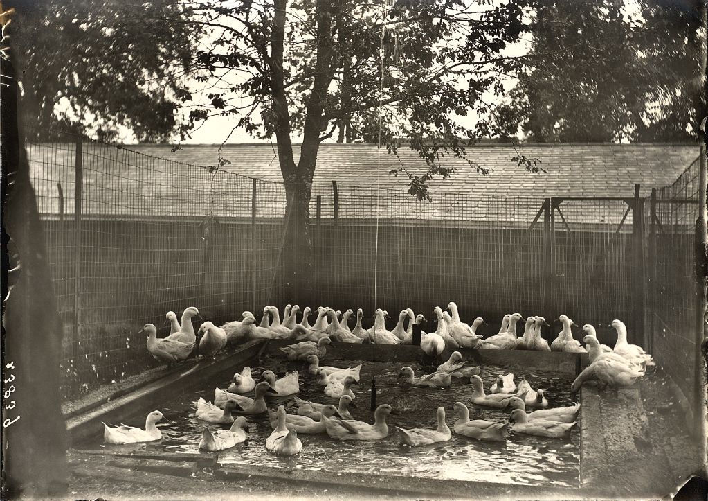 Enclosure with ducks in water pool