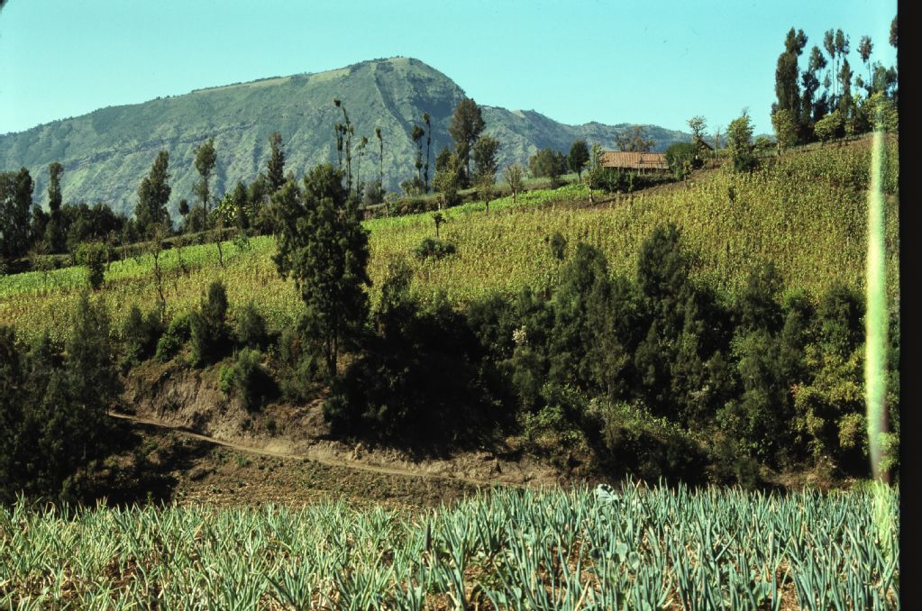 East Java, foreground, onion field, background, corn