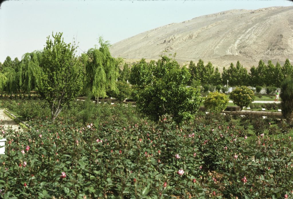 Shiraz, Eram gardens, rose cultivation
