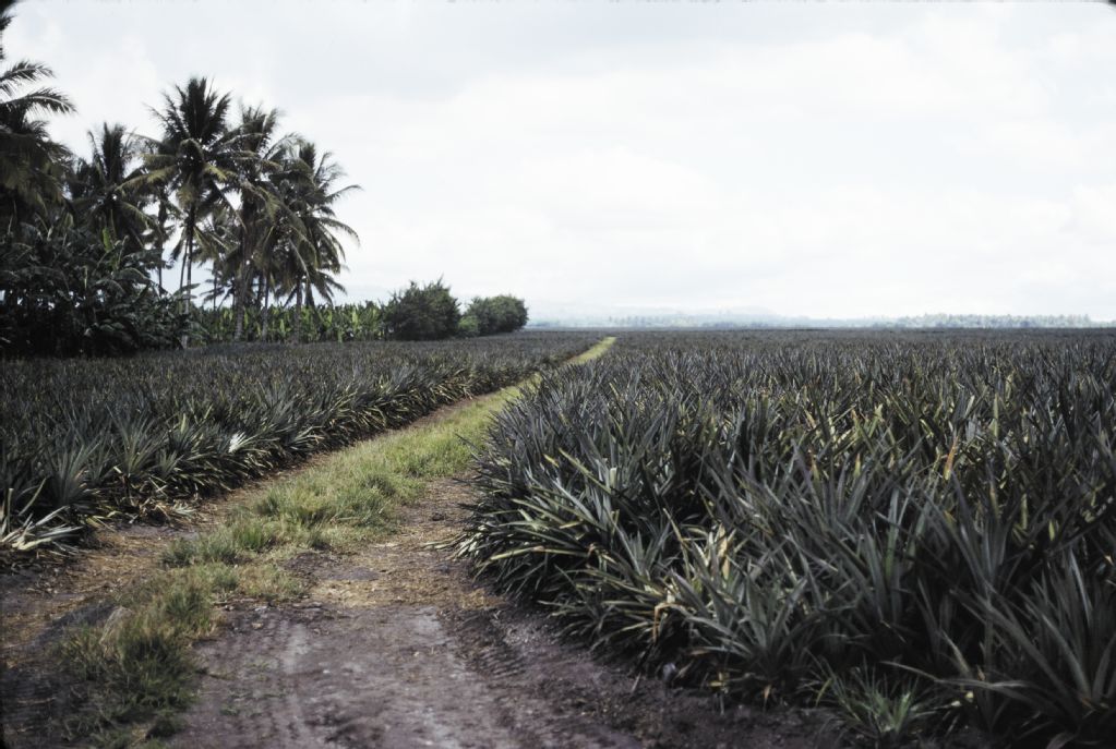 Flight, Mindanao, pineapple plantations near General Santos