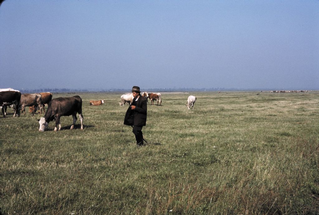 Moldova, cattle breeding near Târgu Neamț