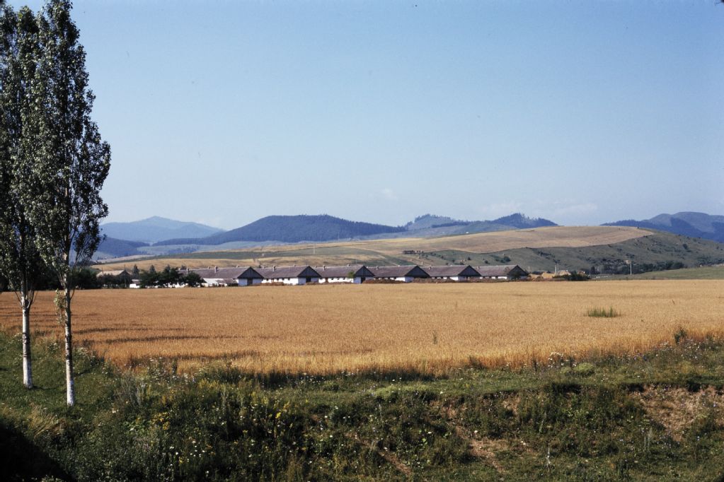 Târgu Neamț, collective farm, foreground wheat