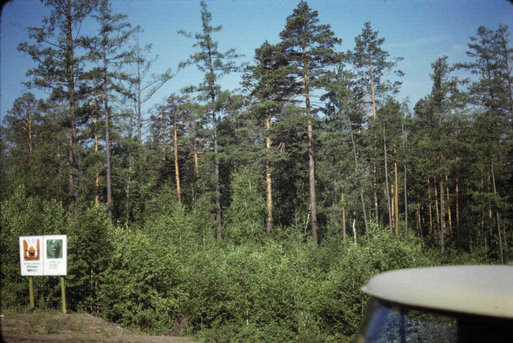 Irkutsk, pine forest, board, fire hazard