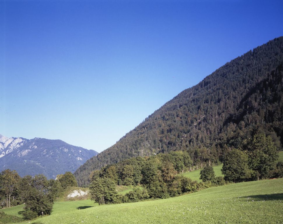 Chur GR, northwest view of the northwest slope with the Black Forest, in the foreground the pasture Foral