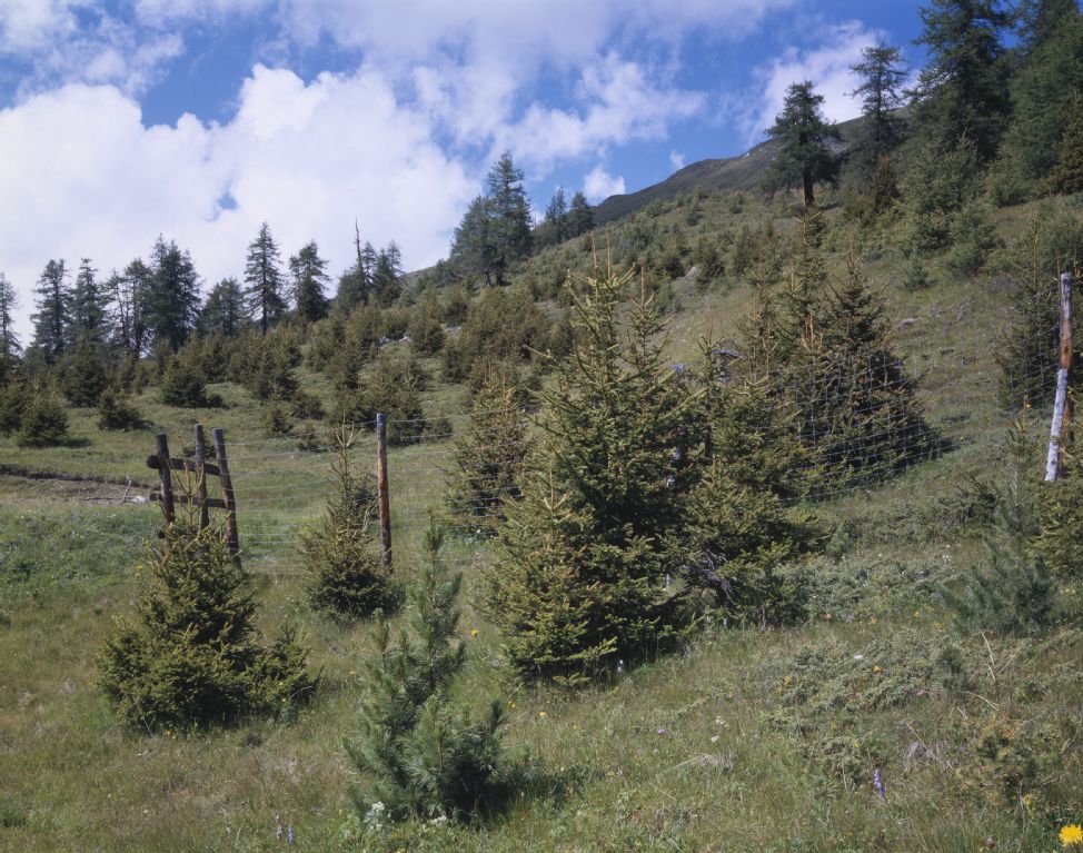 Ramosch GR, Upper timberline at Munt Tanter Alps above Vn...
