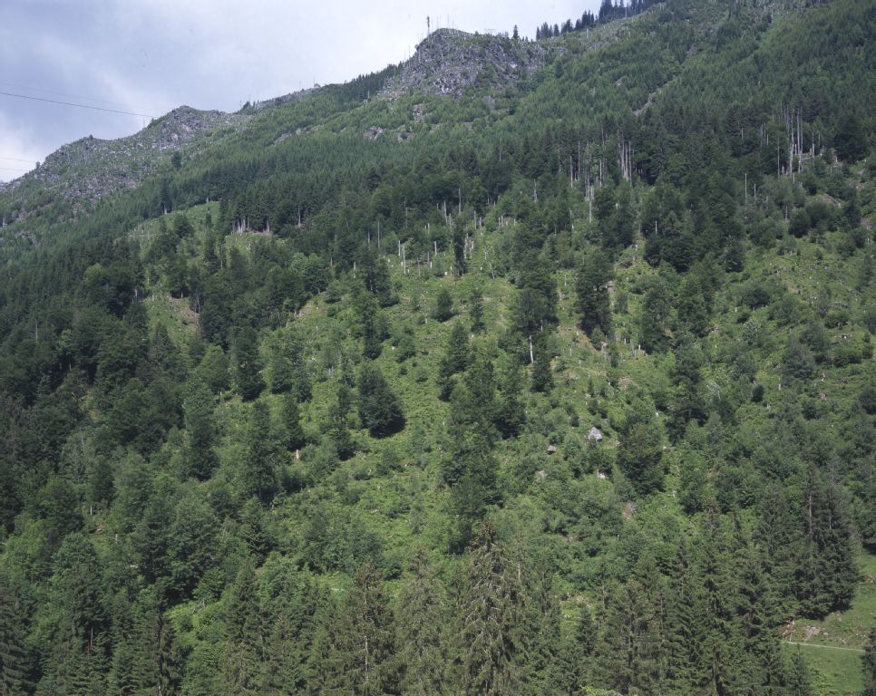Schwanden GL, west view of the experimental area on the western slope of the Niderental, Nüenhüttenwald.