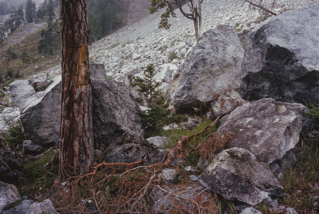 Brienz/Brinzauls GR, In the Igl Rutsch landslide on the south slope above Brienz